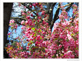 Arbre rosissant -- 14/05/10
