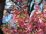 Arbre rosissant -- 14/05/10