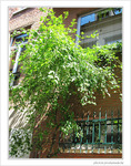 Quand le jardin est dans la rue -- 04/07/09