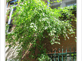 Quand le jardin est dans la rue -- 04/07/09