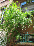 Quand le jardin est dans la rue -- 04/07/09