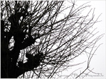 Un Arbre en Hiver -- 03/12/10
