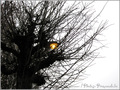Lumi�re hivernale -- 04/12/10