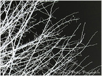 Neige�? -- 01/01/11