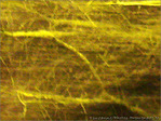 Arbre dans la nuit -- 19/03/08