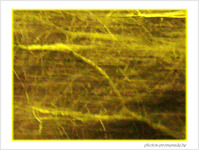 Arbre dans la nuit