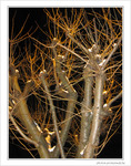 Flocons de lumi�re sur arbre lunaire -- 31/12/09