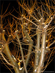 Flocons de lumi�re sur Arbre lunaire -- 31/12/09