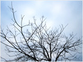 Dans sa Nudit� Hivernale -- 15/12/10