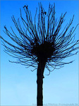 Arbre en Sommeil -- 06/12/08