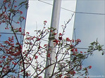 Fleurs sur miroirs -- 13/08/09