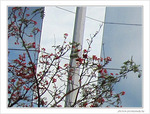 Fleurs sur miroirs -- 13/08/09