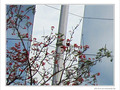 Fleurs sur miroirs -- 13/08/09