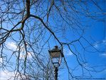 Un arbre prot�geait un r�verb�re -- 19/02/10