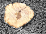 J'en suis sci�e -- 19/01/12