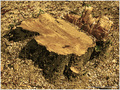 Vie sci�e -- 25/02/11