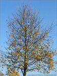 Automne sous un  ciel d'�t�! -- 23/10/07