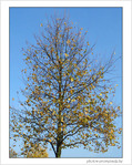 Automne sous un  ciel d'�t�! -- 23/10/07