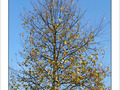 Automne sous un  ciel d'�t�! -- 23/10/07