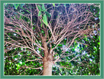 Arbre et Transparence -- 11/10/11
