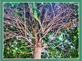 Arbre et Transparence -- 11/10/11