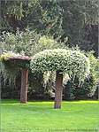 Arbre Champignon -- 09/11/06