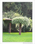 Arbre champignon -- 09/11/06