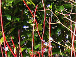 Couleurs de mon jardin -2- -- 08/03/06