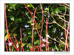 Couleurs de mon jardin -2- -- 08/03/06