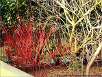 Couleurs de mon jardin -1- -- 10/03/06
