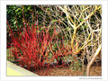 Couleurs de mon jardin -1- -- 10/03/06