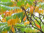 Couleurs du Vent l�ger -- 22/11/04