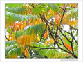 Couleurs du vent l�ger -- 22/11/04