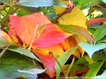 D'or et de Pluie! L'Automne! -- 19/11/04