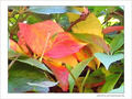 D'or et de pluie! L'automne! -- 19/11/04