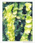 Tourbillon d'automne�! -- 30/11/04