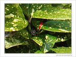 Timide apparition -- 26/03/09