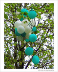 Ballonnier en fleurs -- 28/06/05