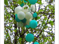 Ballonnier en fleurs -- 28/06/05