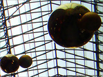 Enchev�trements de Plan�tes  -- 20/06/08