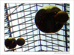 Enchev�trements de plan�tes  -- 20/06/08