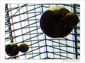 Enchev�trements de plan�tes  -- 20/06/08