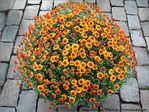 Les fleurs se mettent en boule -- 07/11/08