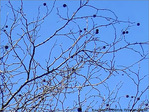 Sentir fr�mir le printemps -- 05/03/05
