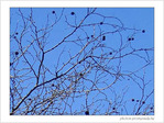 Sentir fr�mir le printemps -- 05/03/05
