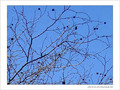 Sentir fr�mir le printemps -- 05/03/05