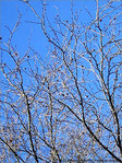 La Neige fond et repousse en Bourgeons -- 07/03/05
