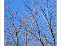 La neige fond et repousse en bourgeons -- 07/03/05