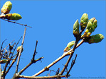 Mars se dirige vers le Printemps  -- 17/03/07