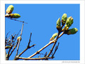 Mars se dirige vers le printemps  -- 17/03/07